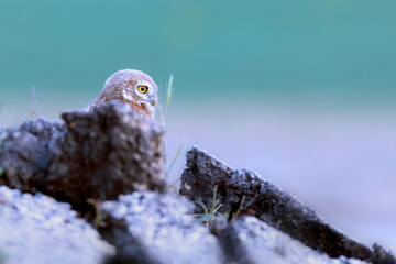Little owl. Colorful nature background. Athene noctua.  