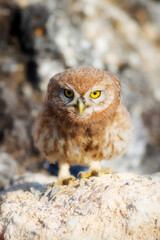 Little owl. Colorful nature background. Athene noctua.  
