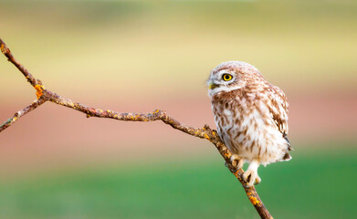 Little owl. Colorful nature background. Athene noctua.  