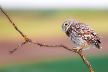 Little owl. Colorful nature background. Athene noctua.  