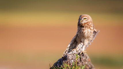 Little owl. Colorful nature background. Athene noctua.  