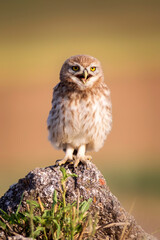 Little owl. Colorful nature background. Athene noctua.  