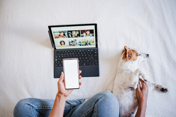 top view of unrecognizable woman at home doing video call with friends on mobile phone while cute jack russell dog resting on bed. Home office, Pets, love and relax