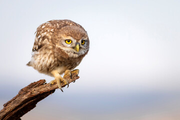 Little owl. Colorful nature background. Athene noctua.  