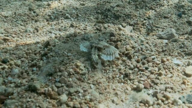 Seamoth moves on the sandy bottom in shallow water in sun rays. Pegasus, Little Dragonfish or Common Seamoth (Eurypegasus draconis). Slow motion