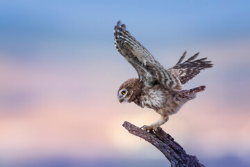 Little owl. Colorful nature background. Athene noctua.  