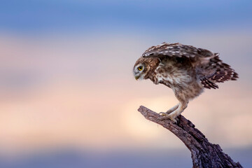 Little owl. Colorful sunset nature background. Athene noctua.  