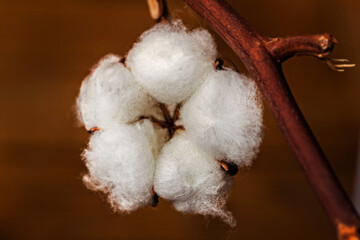 White flower of natural cotton