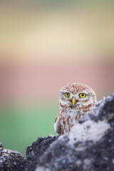 Owl. Colorful nature background. Bird: Little owl. Athene noctua.  