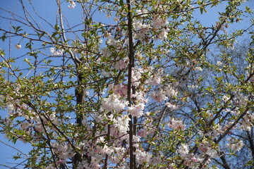 Branches of blossoming sakura tree in April