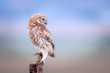 Owl. Colorful nature background. Bird: Little owl. Athene noctua.  