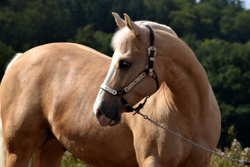 American Quarter Horse