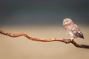 Owl. Colorful nature background. Bird: Little owl. Athene noctua.  