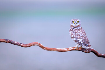 Little owl. Colorful nature background. Athene noctua.  