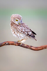 Owl. Colorful nature background. Bird: Little owl. Athene noctua.  