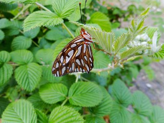 animalia insecta famílias Hesperioidea e Papilionoidea inseto borboleta – rhopalocera