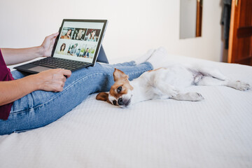 unrecognizable woman at home doing video call with friends on mobile phone while cute jack russell...