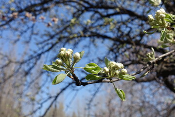 Buds of apple tree against blue sky in April