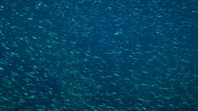 Massive shoal of Blue sprat, Delicate round herring or blueback sprat (Spratelloides delicatulus). Massive school of small fish swims silvering in sunlight in deep-blue water on sunrays. Slow motion