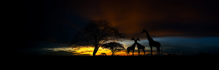 Fototapeta na wymiar Panorama silhouette Animal with Giraffe family and tree in africa with sunset.Tree silhouetted against a setting sun.Typical african sunset with acacia trees in Kenya.Dark background concept.