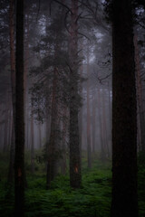 Fototapeta premium fog in the forest