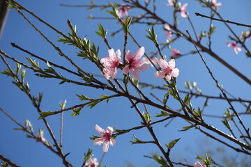 Pastel pink flowers on branches of peach tree against blue sky in April