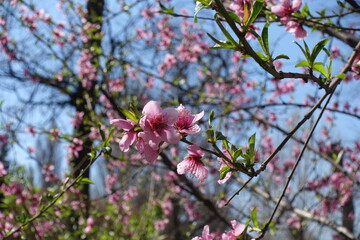 Pink flowers of peach tree in April