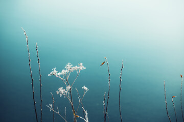 Frosted plants on the shore of lake in foggy morning. Macro image, shallow depth of field. Beautiful nature background