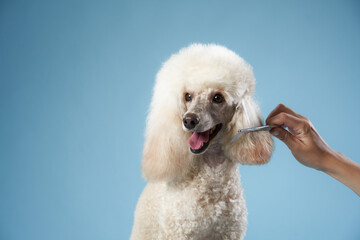 poodle hairstyle. The girl is combing the dog. Pet grooming. Animal on a blue background