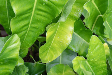 leaf background with raindrops