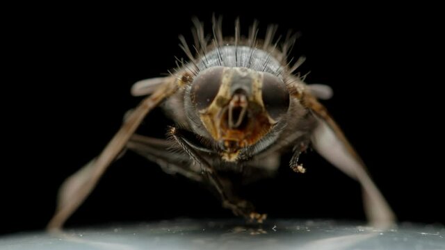 Dead fly bug close-up macro, insect pest entomology insecticide on white surface. Housefly dried isolated rotating on black background