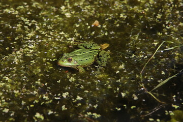 Frog in a pond on the surface of the water in a swamp
