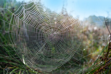 dew drop texture on spider mesh on green background