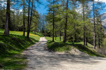 Hiking in the shade of the trees along the Ru Courtaud a wonderful route in Valle D'Aosta at the foot of monte rosa