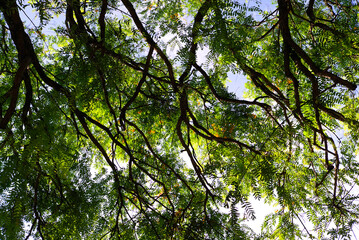 ニューカレドニア、ヌーメア