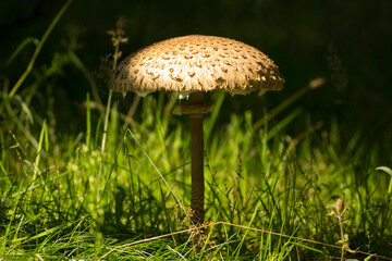 white large kite mushroom growing in green grass