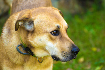 labrador retriever dog muzzle profile