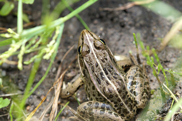 畑で見つけたトノサマガエル　9月