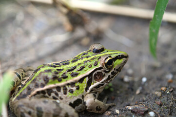 畑で見つけたトノサマガエル　9月