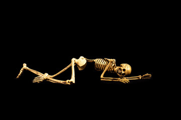 Human Skull skeleton  on black background