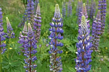 Flowers Wild Perennial Lupine /Lupinus perennis/. Botanical Garden Bolshoy Solovetsky Island....