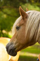 head of a brown horse with a white mane on a background of green nature © Paulina