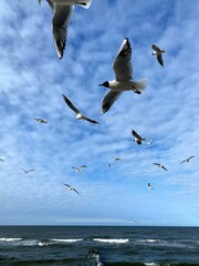 White clouds and blue sky and flying seagull