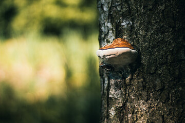 huba na brzozie © Dominik Zarębski