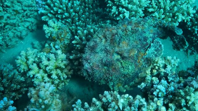 Close-up portrait of the Stonefish slowly moves on corals. Reef Stonefish (Synanceia verrucosa), slow motion
