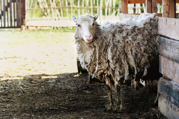 sheep with long dirty wool comes out of the pen into the yard