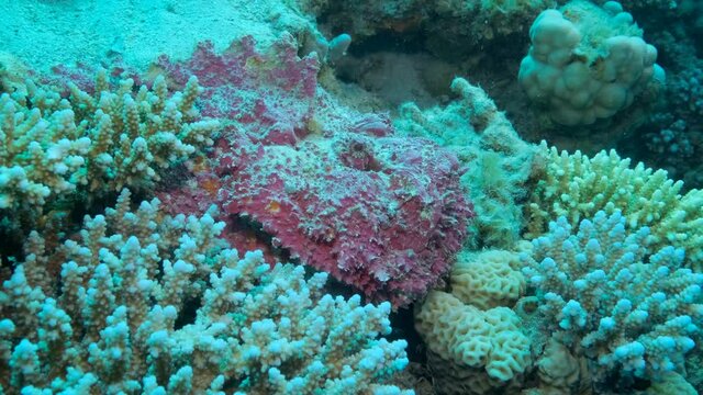 Close-up of pink Stonefish lies on corals. Reef Stonefish (Synanceia verrucosa). Slow motion, Camera moving forwards