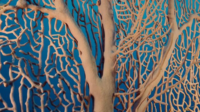 Details of the soft coral Giant Gorgonian or Sea fan (Subergorgia mollis). Close-up of coral. Camera moving forwards, Slow motion