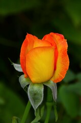 Fototapeta premium red rose in the garden