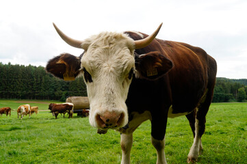 a beautiful cow looking closely into the camera in the Bavarian village Birkach (Germany)